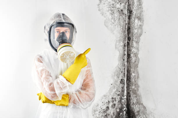 Best Black Mold Removal  in Star, NC